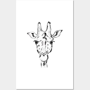 Giraffe face Posters and Art